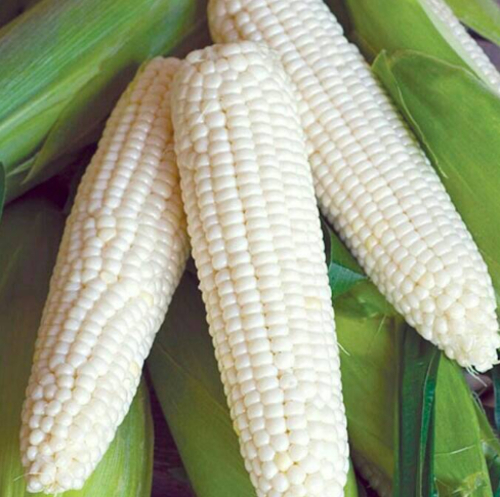 White maize