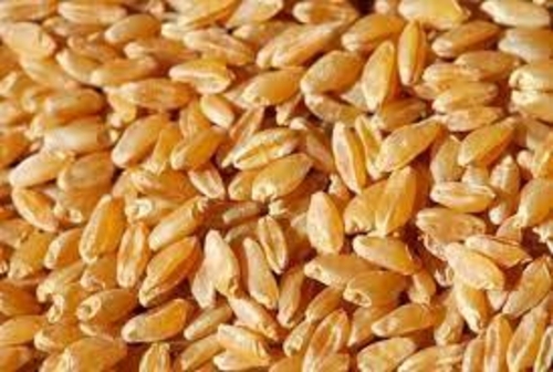 Durum Wheat