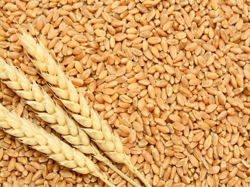 HD-2967 Wheat