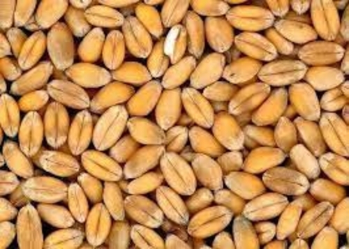 Sonalika Wheat