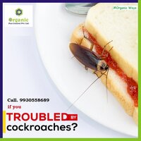 Cockroaches Pest Control Services