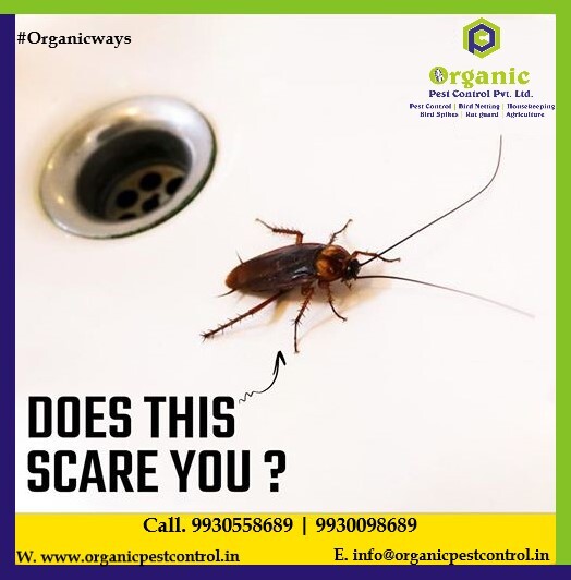 Cockroaches Pest Control Services