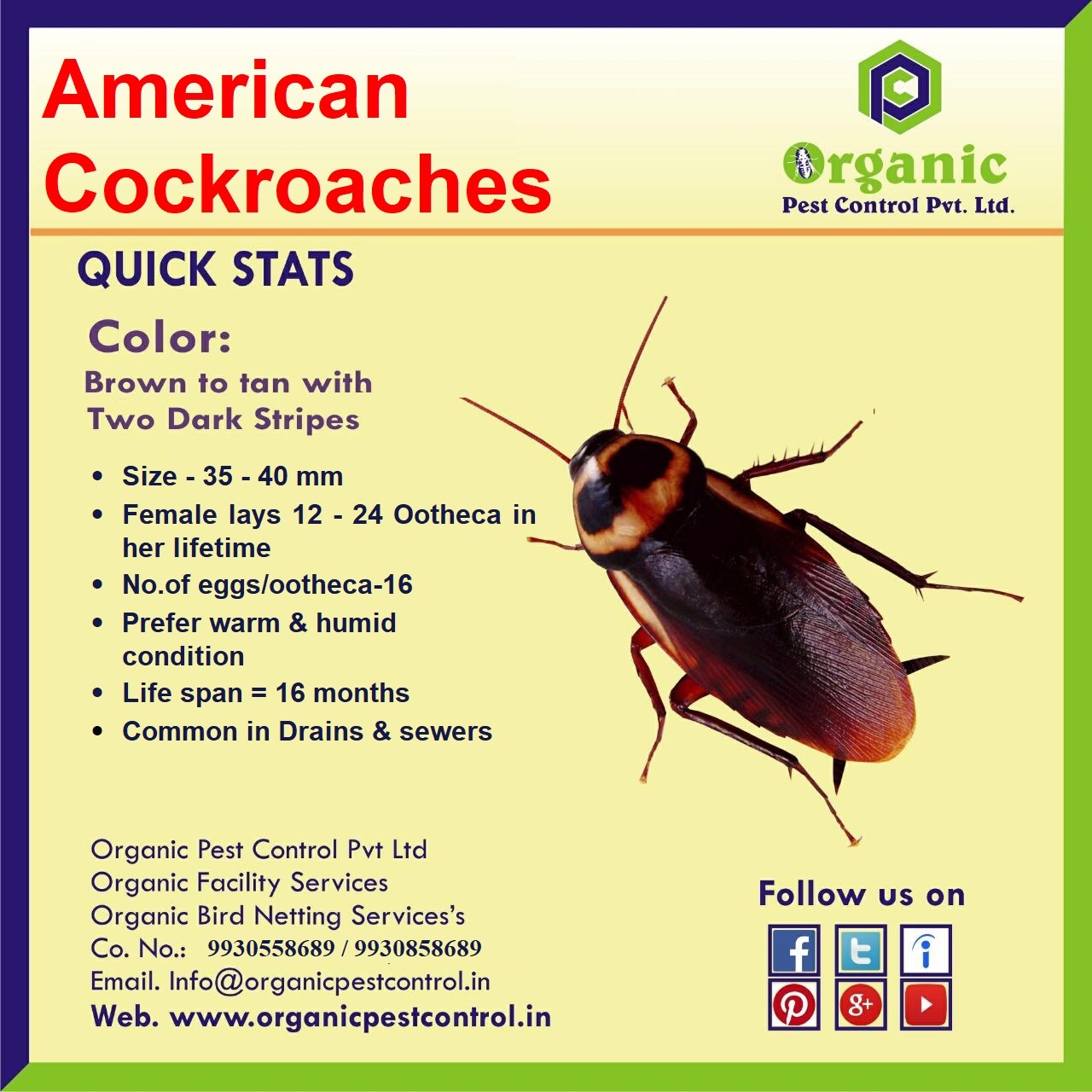 Cockroaches Pest Control Services