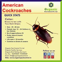 Cockroaches Pest Control Services