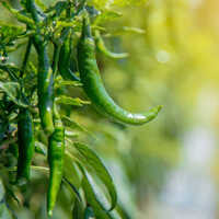 Green Chillies