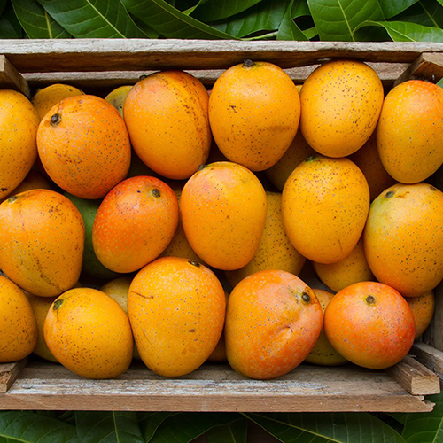 Fresh Mangoes