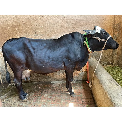 Hf Cow 100% - Color: Black