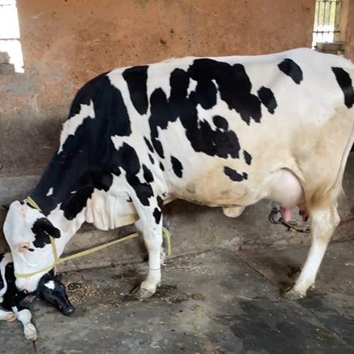 Dairy Farm Hf Cow With Calf - Color: Black & White