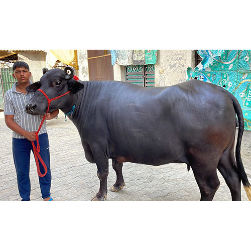 High Milking Murrah Buffalo at 180000.00 INR in Karnal | Balwant Dairy Farm