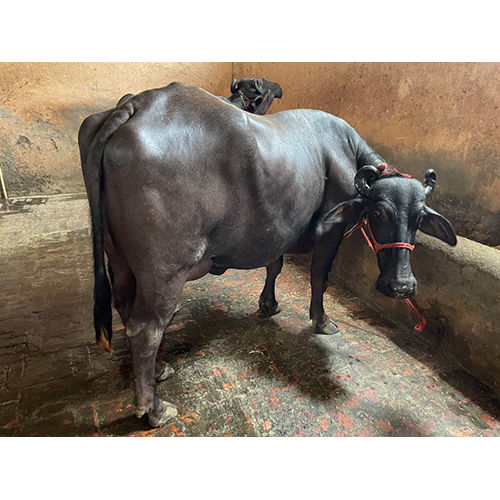 Dairy Murrah Buffalo - Color: Black at Best Price in Karnal | Balwant ...