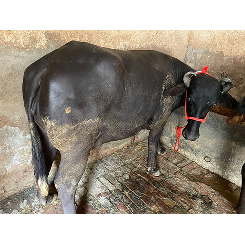 Dairy Farm Murrah Buffalo