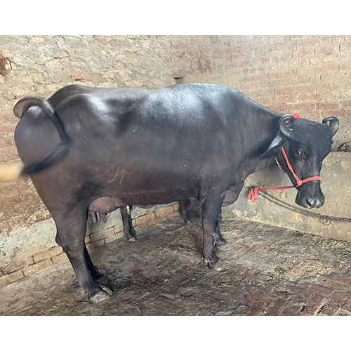 Black Murrah Buffalo - Gender: Female