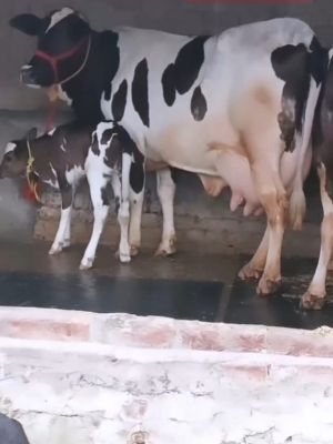 Haryana breed