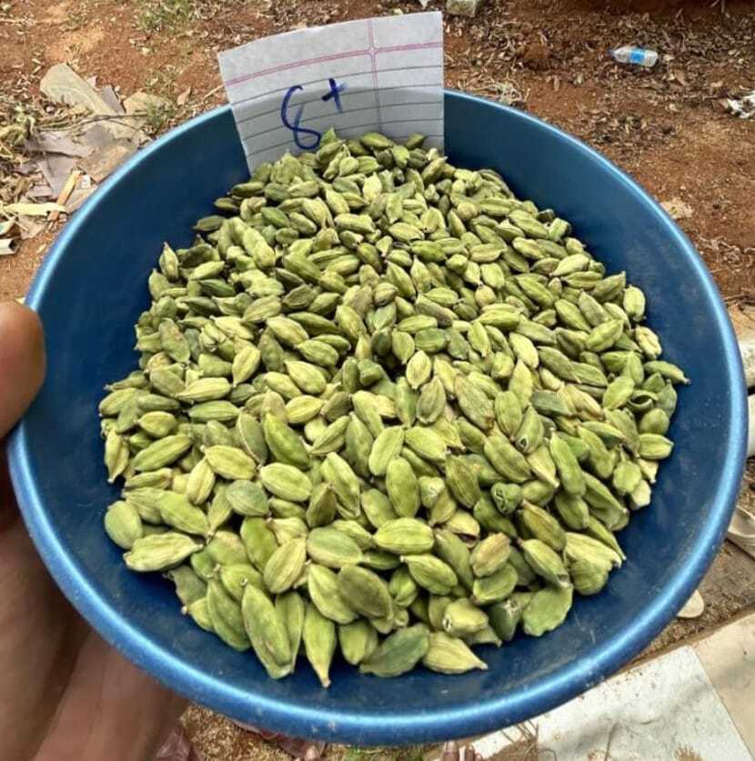 Green Cardamom