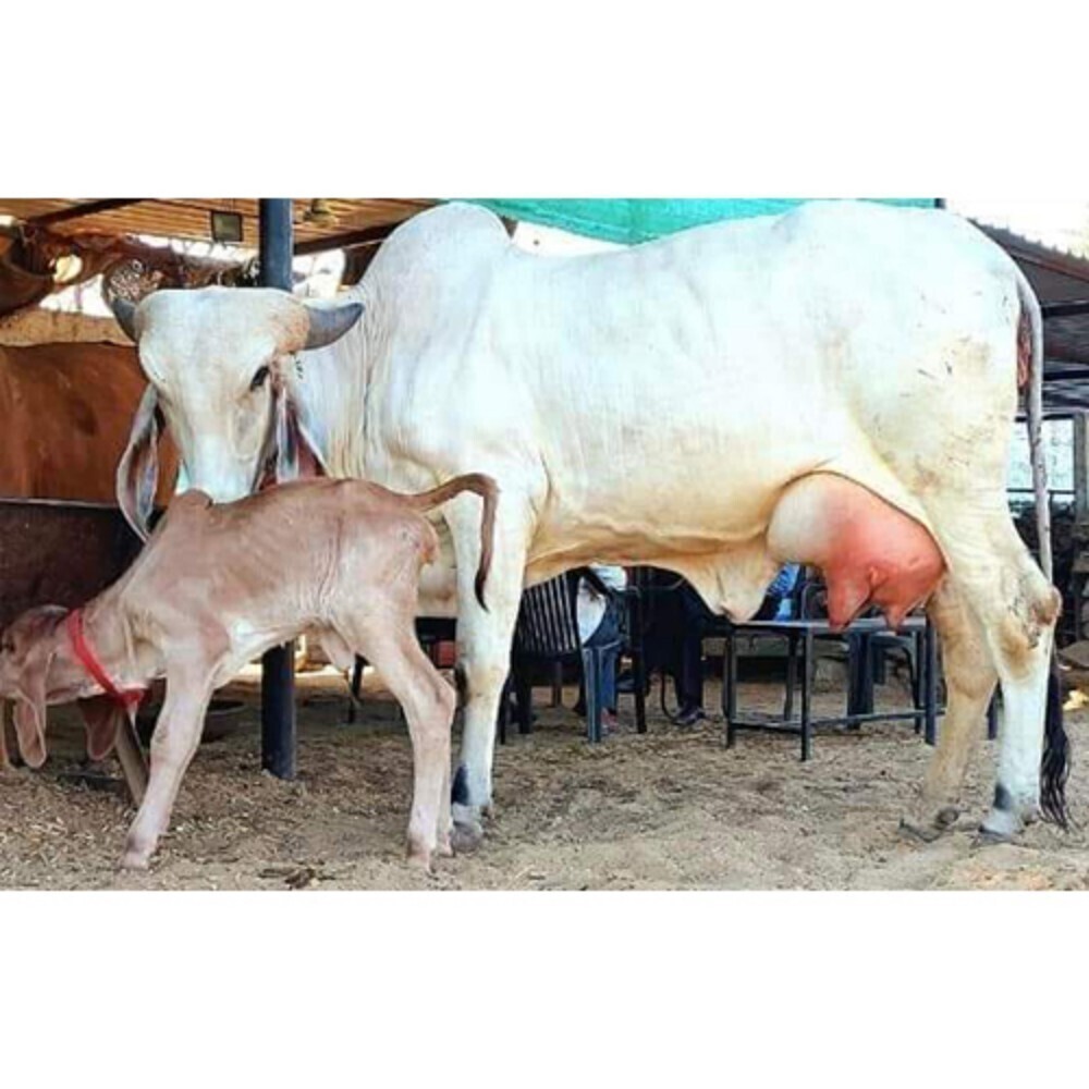 Dairy Haryana Cow - Color: White