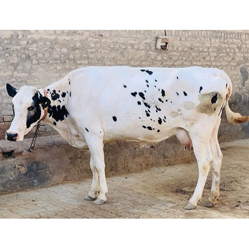 Black And White Hf Cow - Gender: Female