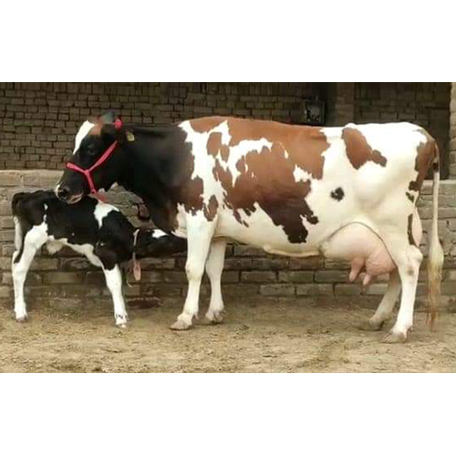 Hf Cow With Calf - Color: White And Brown