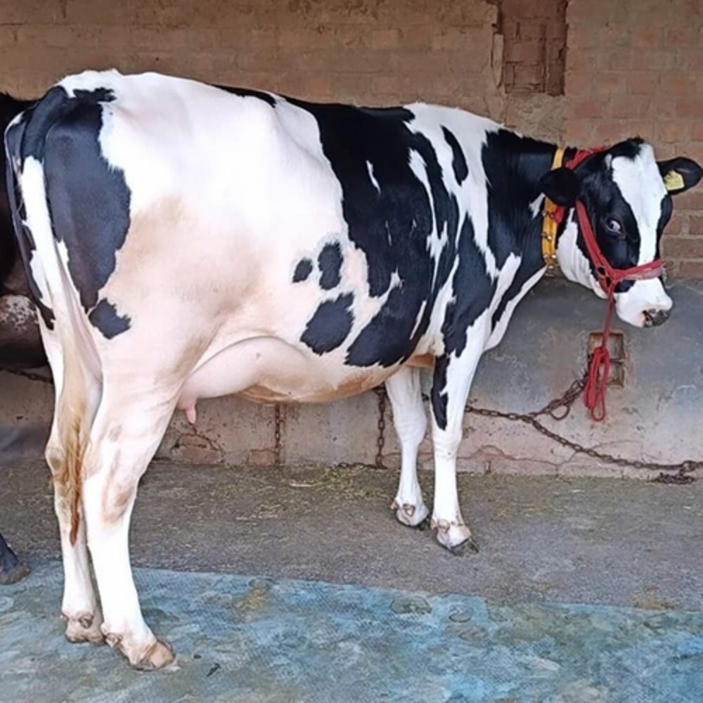 Pure Breed HF Cow - Age 3 Years, Female, White | Ideal for Dairy Farming