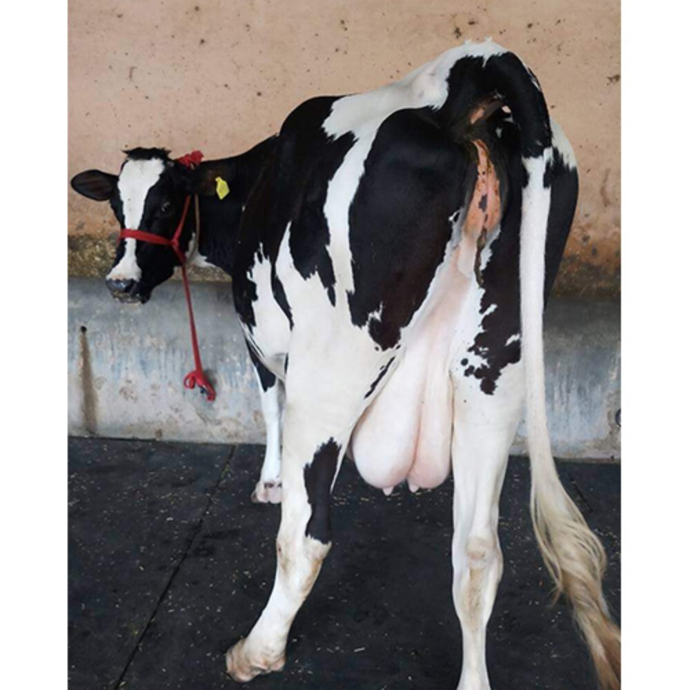 High Yield Hf Cow - Color: White And Black