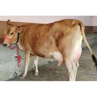 Desi Jersey Cow - Color: Brown