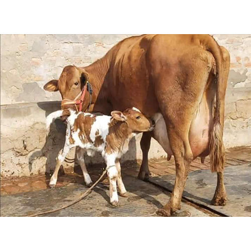 Pure Jersey Cow With Calf - Color: Brown