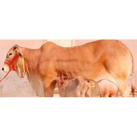 Pure Sahiwal Cow - Female Breed, Brown Color | Ideal For Dairy Farms, Exceptional Milk Production, Pure Sahiwal Lineage