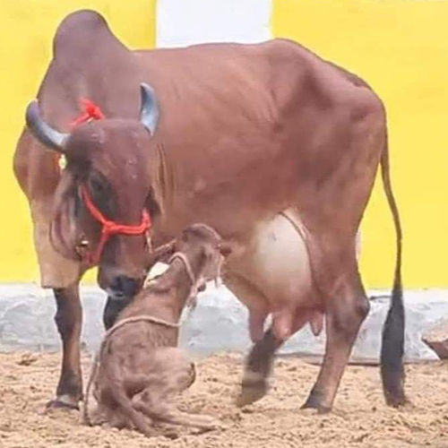 Sahiwal Cow With Calf - Color: Brown