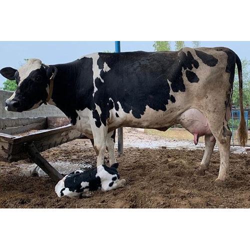 Indian HF Cow - Female, 3 Years Old , White Color for Dairy Farm Production