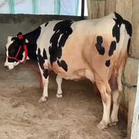 Dairy Hf Cow - Age: 3 Years, Breed: Hf, Color: White | Female, Designed For High Volume Milk Production On Dairy Farms