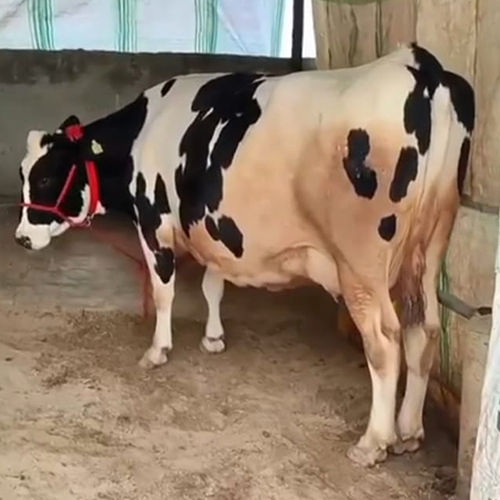 Dairy Hr Cow - Color: White And Black