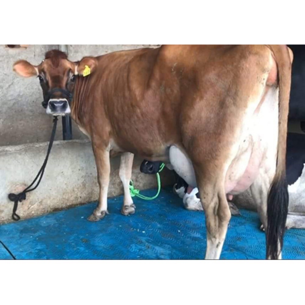 Indian Jersey Cow - Female Dairy Breed, Brown Color, Efficient Feed Conversion, Adaptable to Varied Climates with Holistic Care Approach
