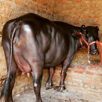 Dairy Murrah Buffalo - Color: Black
