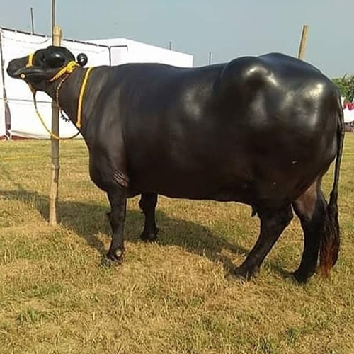 High Milking Pure Breed Murrah Buffalo