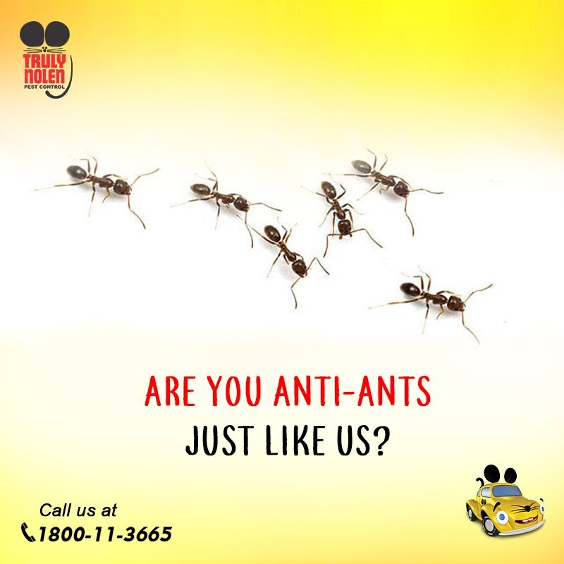 Ants Pest Control Service