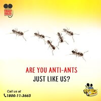 Ants Pest Control Service