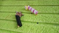 Colourful Telephone Wire Hairbands