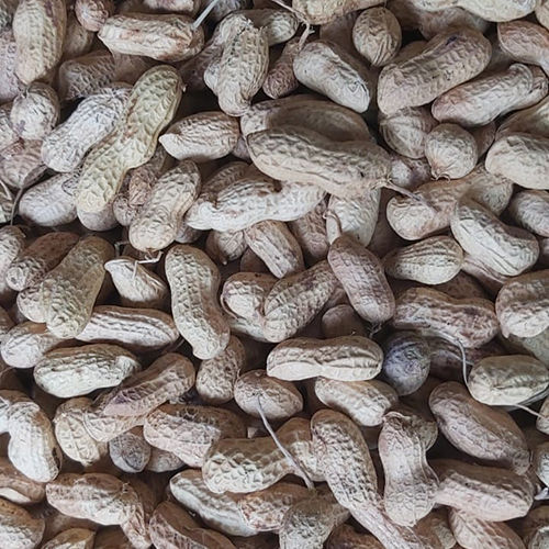 Shelled Peanut Supplier, Bold Peanut Trader in Rajkot