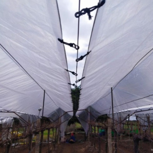 HDPE Grapes Cover Tarpaulin