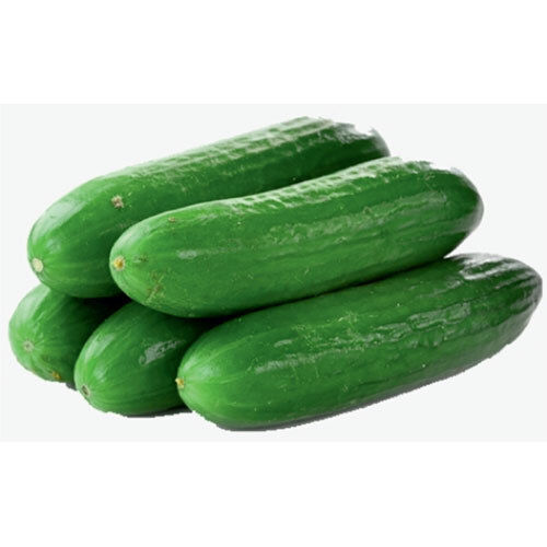 Cucumber Seeds - Cultivation Type: Organic