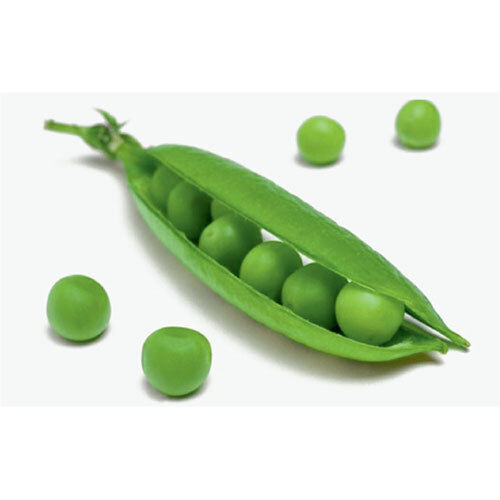 Peas Seeds - Cultivation Type: Organic