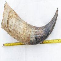 Cow Horn - Curved, Various Sizes Available | Fancy Design, White And Brown Color, Suitable For Cattle Livestock