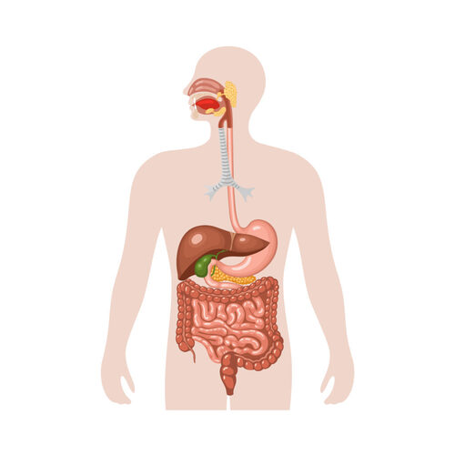 Digestive System Model