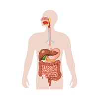 Digestive System Model - High-quality Pvc Plastic, 40 Cm X 25 Cm, Multicolored | Pre-assembled, Anatomical Teaching Aid For All Ages