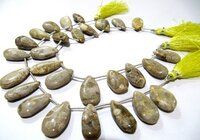 Natural Fossil Coral Pear Shape Plain 10x20mm To 12x22mm Beads Strand 8''long