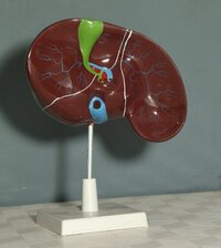 Human Liver Model - Assembly: Manually Mounted On A Stand