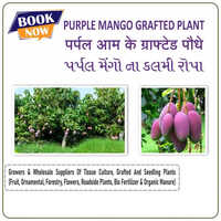 Purple Mango Plant - Shelf Life: 20 Years