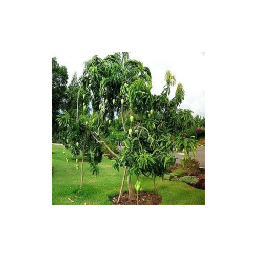 Alphanso Mango Plant - Color: Green