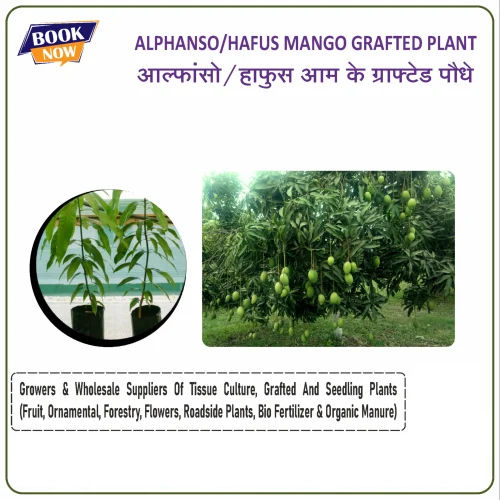 Alphanso Mango Grafted Plant