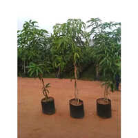 Amrapali Mango Grafted Plant - Small Size, Green Color With Varying Stem Lengths | Sweet And Juicy Mango Variety Ideal For Cultivation
