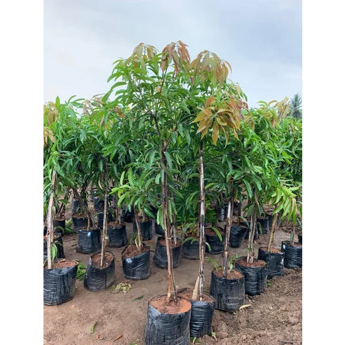 Mango Plant